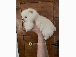Regalo Cachorros Pomerania