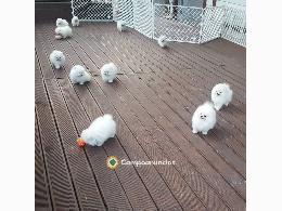 Regalo Cachorros Pomerania en Adopción 