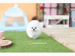Regalo Cachorros Pomerania Mini  Gratis