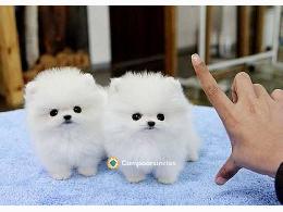 Regalo Cachorros Pomerania Mini Gratis