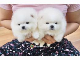 Regalo Cachorros Pomerania Mini Gratis
