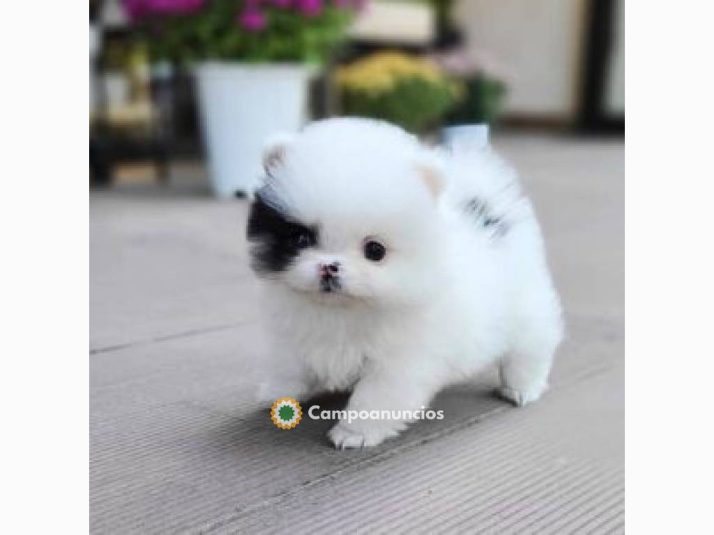  REGALO CACHORROS POMERANIAN  en Córdoba