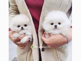 REGALO CACHORROS POMERANIAN MINI TOY