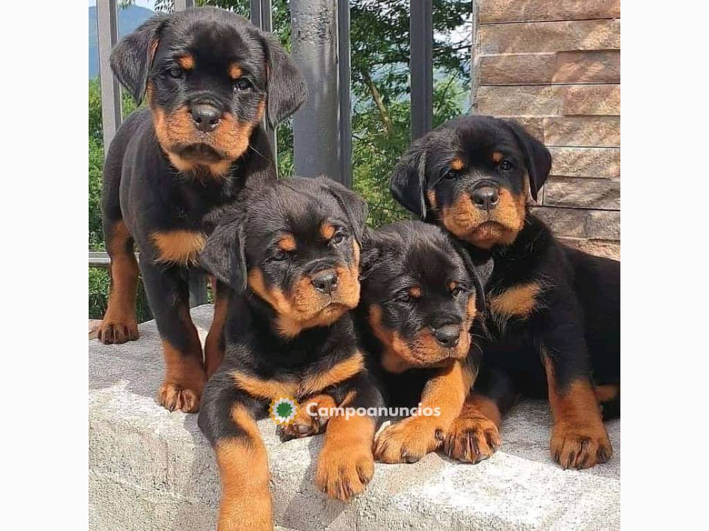 Regalo  Cachorros rottweiler en Alicante