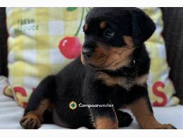 Regalo Cachorros Rottweiler
