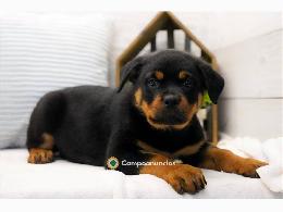 Regalo Cachorros Rottweiler