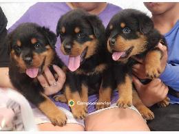 Regalo Cachorros Rottweiler Gratis