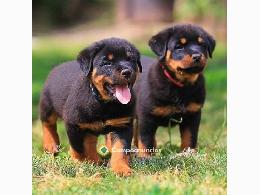 Regalo Cachorros Rottweiler Gratis