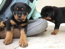 Regalo Cachorros Rottweiler Gratis