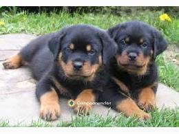 Regalo Cachorros Rottweiler Gratis 