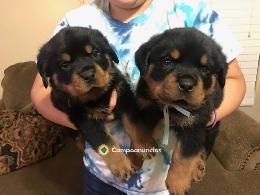 REGALO CACHORROS ROTWEILERS