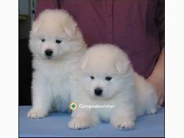 REGALO CACHORROS SAMOYEDOS