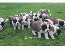 REGALO CACHORROS SAN BERNADO