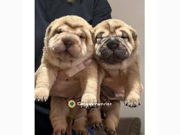 REGALO CACHORROS SHAI PEI