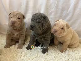 REGALO CACHORROS SHAI PEI