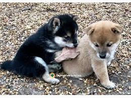 REGALO CACHORROS SHIBA INU