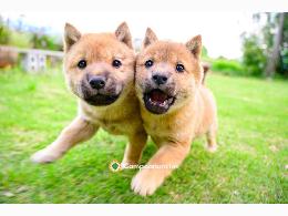Regalo Cachorros Shiba Inu Gratis