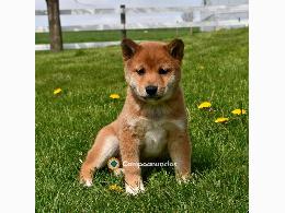 Regalo Cachorros Shiba Inu Gratis