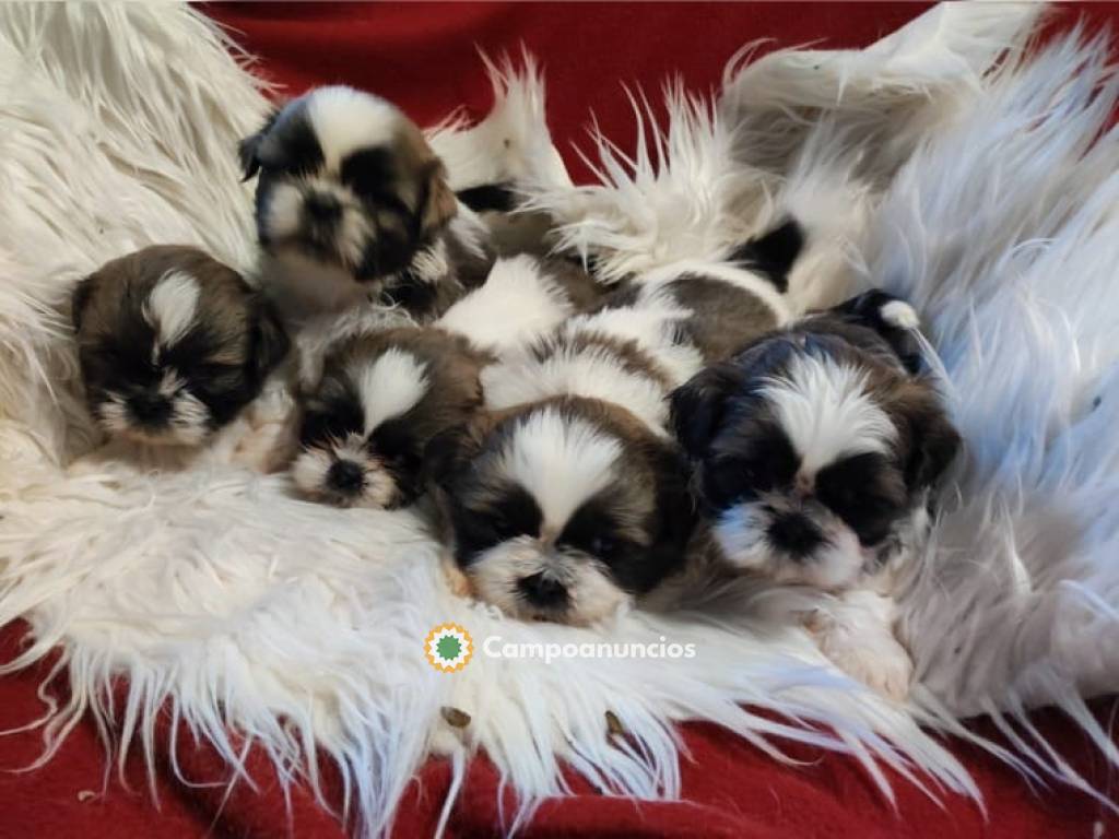 Regalo cachorros Shih Tzu machoy hembra  en Huesca