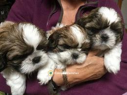 REGALO CACHORROS SHIH TZU MINI TOY