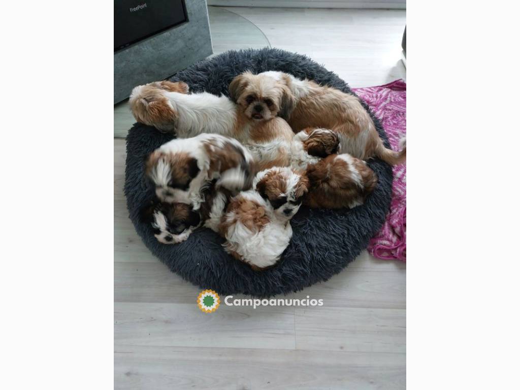 REGALO CACHORROS SHIH TZU MINIs TOY en Huesca