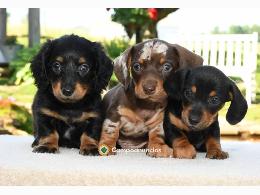 REGALO CACHORROS TECKEL