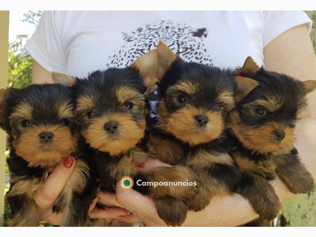 Regalo cachorros yorkie whAtsap631529689 en Huesca