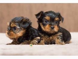 Regalo Cachorros Yorkshire Terrier