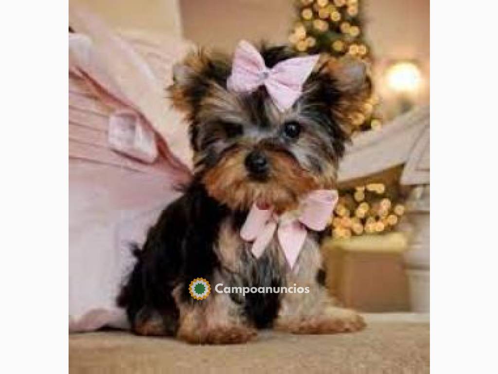 REGALO CACHORROS YORKSHIRE TERRIER MACHO en Toledo