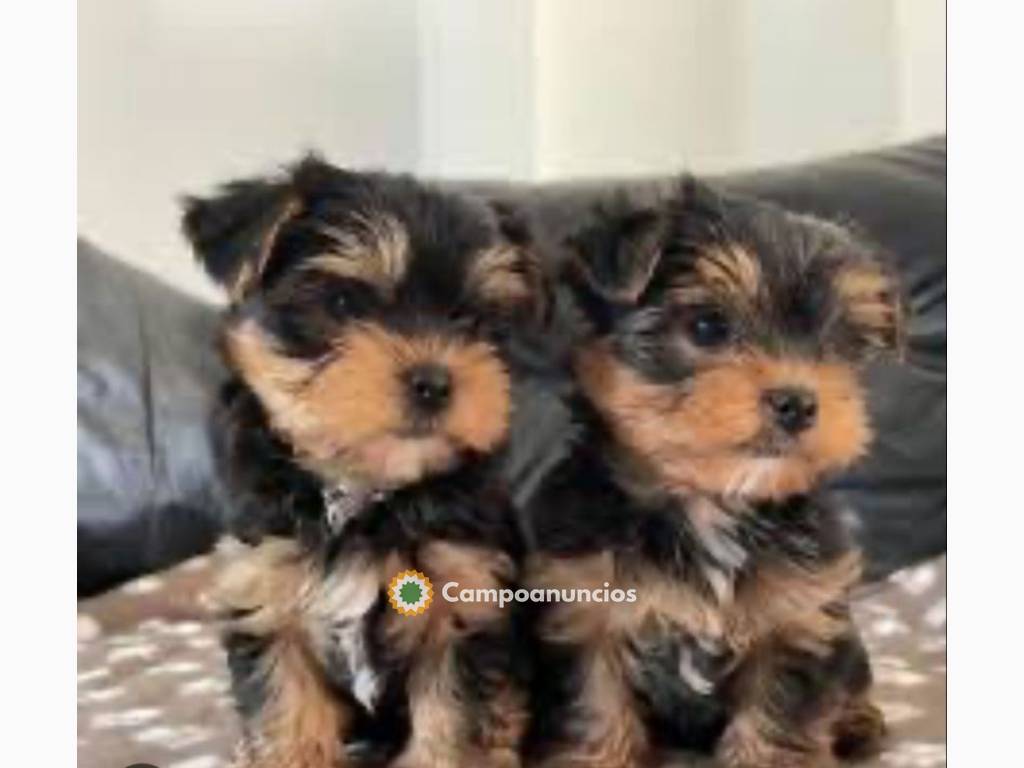 Regalo cachorros yorkshire terrier mini  en Tenerife