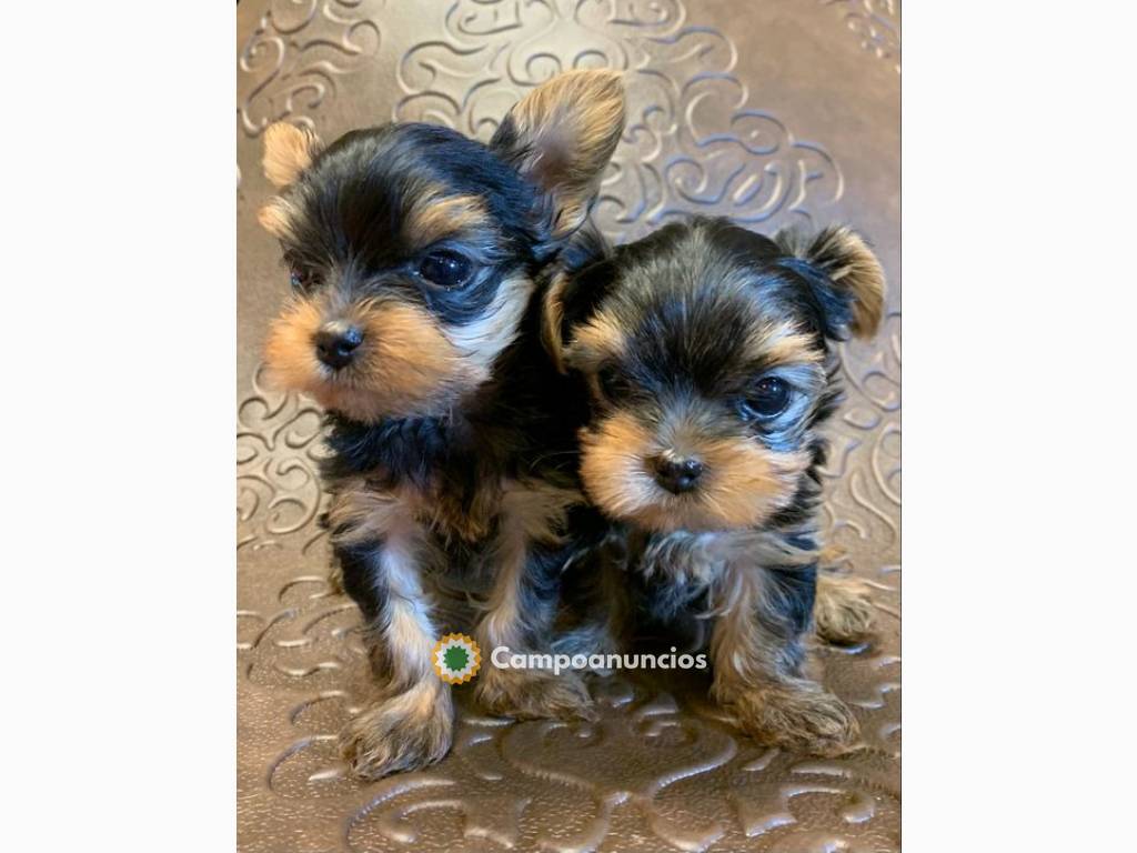 Regalo Cachorros Yorkshire Terrier Mini  en Tenerife