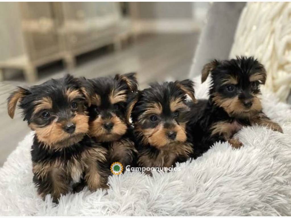 Regalo Cachorros Yorkshire Terrier Mini  en Toledo