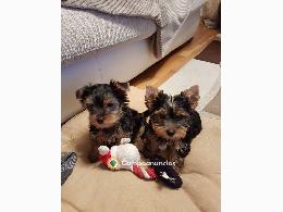 Regalo Cachorros Yorkshire Terrier Toy