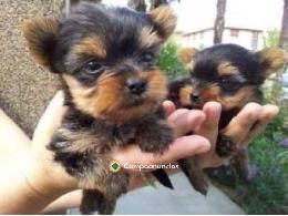 Regalo Cachorros Yorkshire Terrier Toy