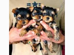 Regalo Cachorros Yorkshire Terrier Toy