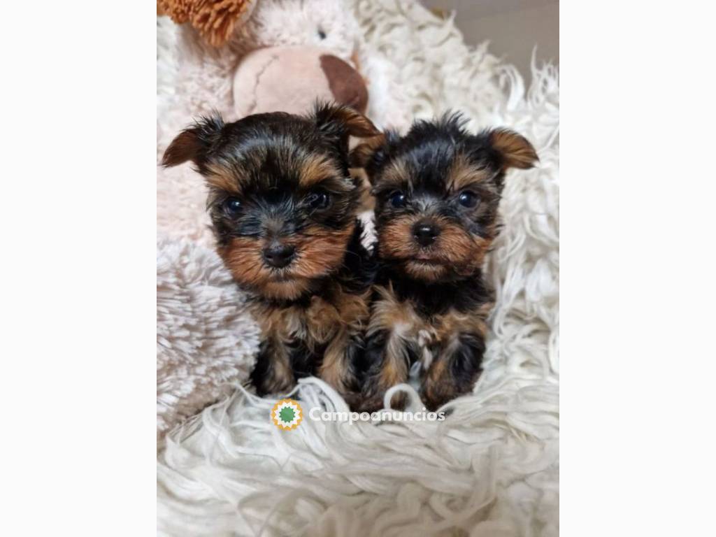 REGALO CACHORROS Yorkshire Terriers en Huesca