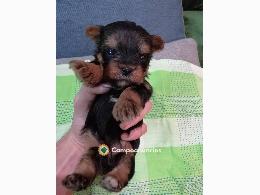 Regalo Cachorros Yorkshire Toy  Gratis