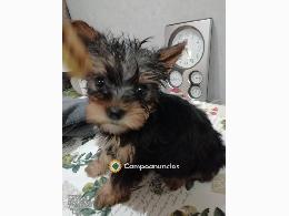 Regalo Cachorros Yorkshire Toy Gratis