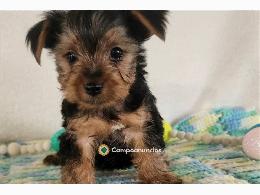 Regalo Cachorros Yorkshire Toy Gratis