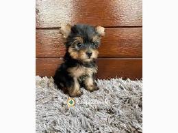 Regalo Cachorros Yorkshire Toy Gratis