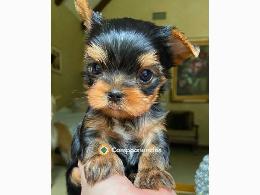 Regalo Cachorros Yorkshire Toy Gratis