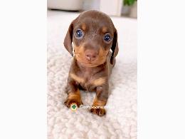 Regalo camada de cachorros doberman mach