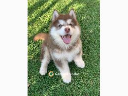 Regalo camada de cachorros Husky Siberia