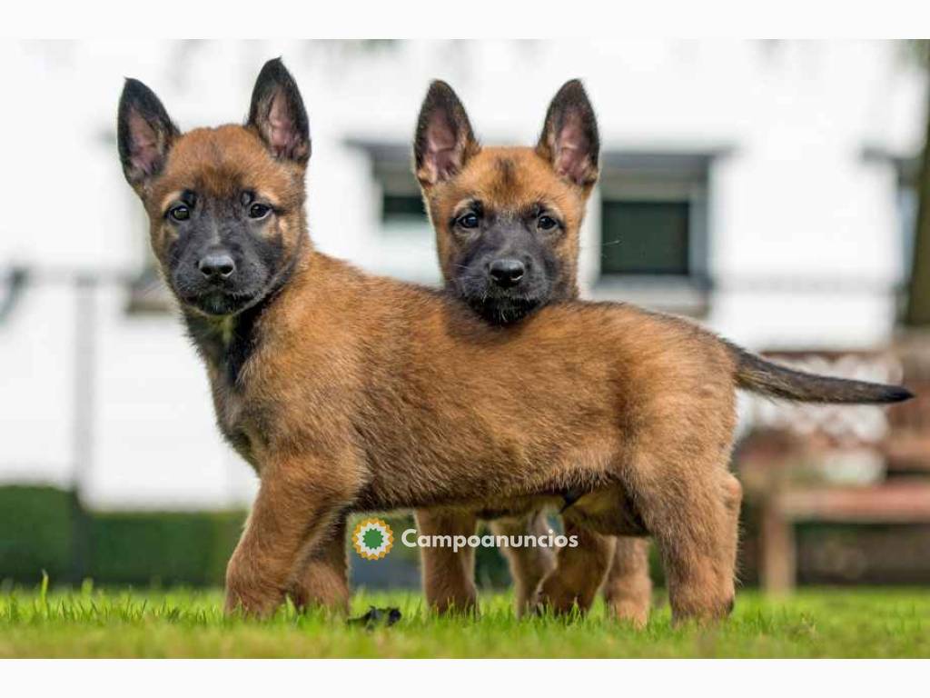 Regalo Camada de Pastor Belga en adopcio en Tenerife