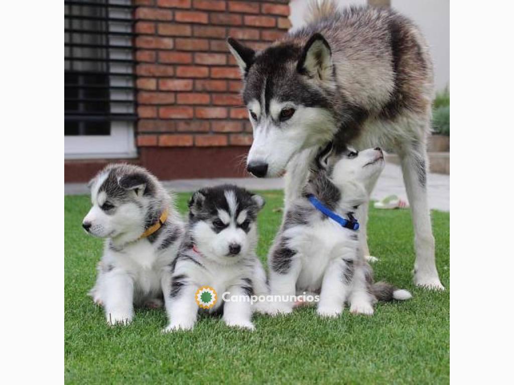 REGALO CAMADA HUSKY SIBERIANO CACHORROS en Ourense