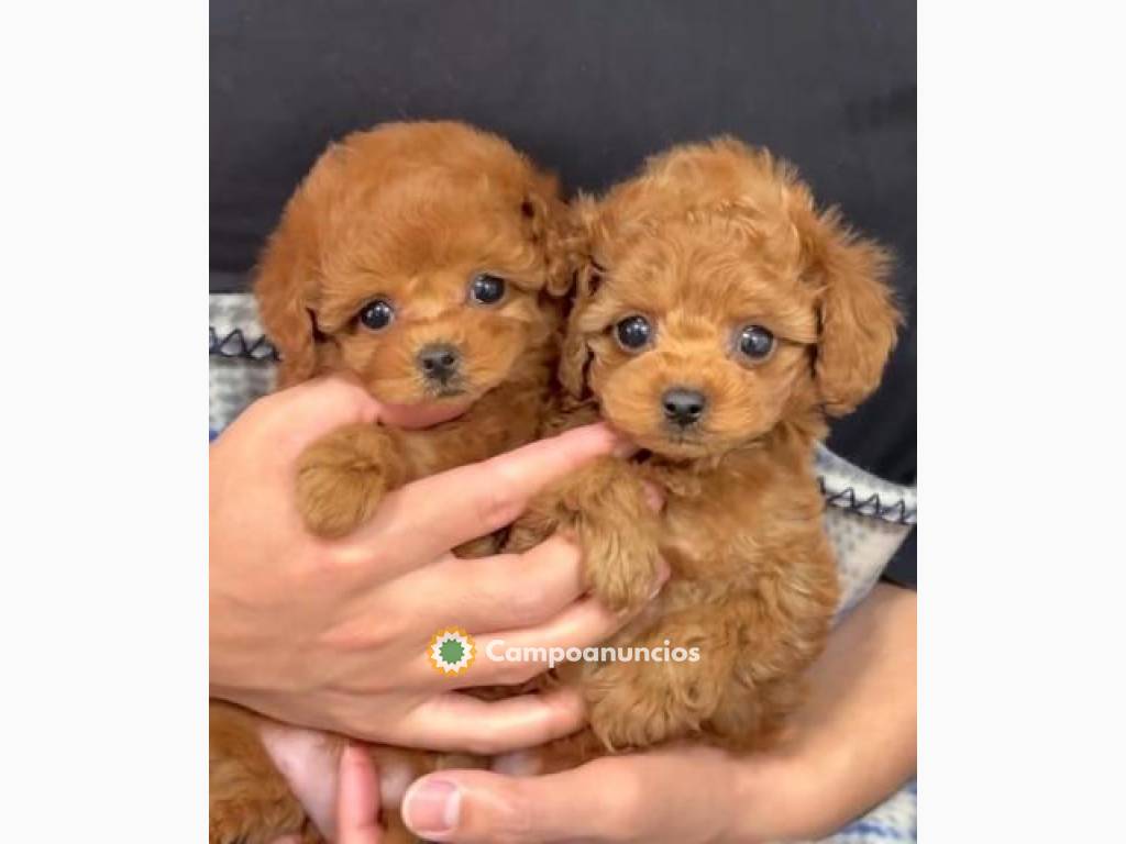 Regalo Caniche Mini whatapps,623727736 en Zaragoza