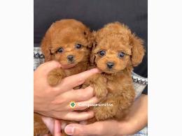Regalo Caniche Mini whatapps,623727736