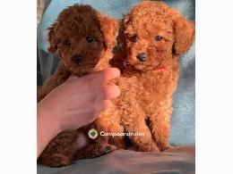 Regalo caniche toy Cachorros gratis 