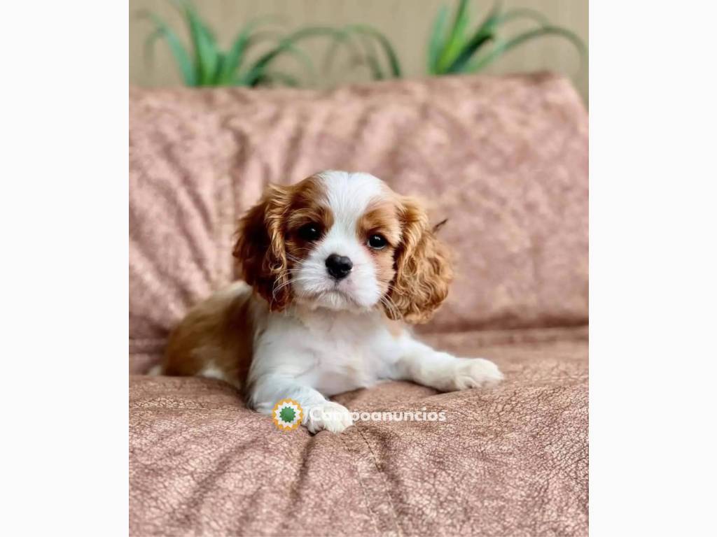 Regalo cavalier king charles spaniel toy en Ourense