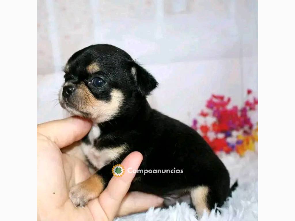 REgalo chihuahua mini toy en Ourense